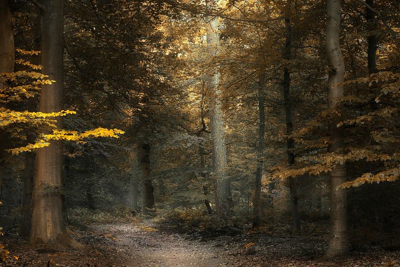 Forêt rouillée par Kees van Dongen