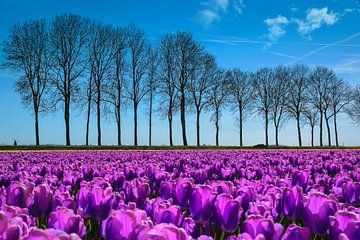 Tulpen in de polder, lente! van Rietje Bulthuis