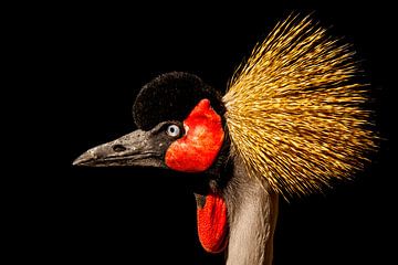 Grijze kroonkraanvogel van Roel  van Moorsel