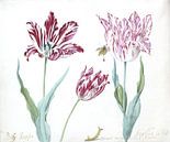 Trois tulipes avec chenille et papillon, Jacob Marrel par Het Archief Aperçu