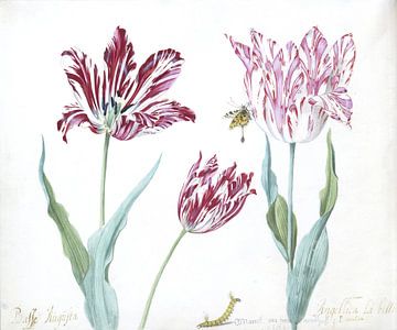 Drie tulpen met rups en vlinder, Jacob Marrel