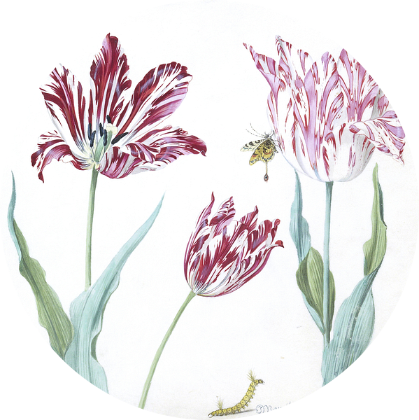 Drie tulpen met rups en vlinder, Jacob Marrel van Het Archief
