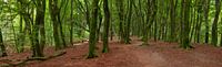 Panorama in het bos van de dansende bomen, oftewel het Speulderbos in Nederland