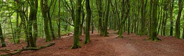 Panorama dans la forêt des arbres dansants, ou le Speulderbos aux Pays-Bas sur Jan van der Vlies