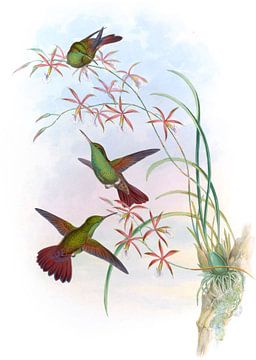 Deville's Amazili, John Gould van Hummingbirds