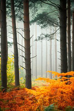 Herbstlicher Wald mit Nebel von Poster Art Shop
