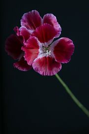 Flower by Carla Van Iersel
