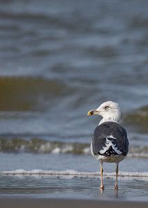 Small Mantle Gull