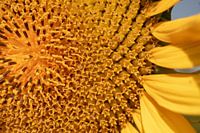 Sonnenblume