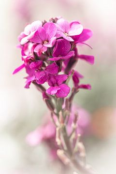 Leuchtend rosa Damastblume von Dafne Vos