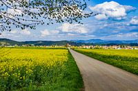 Täbingen with rape fields