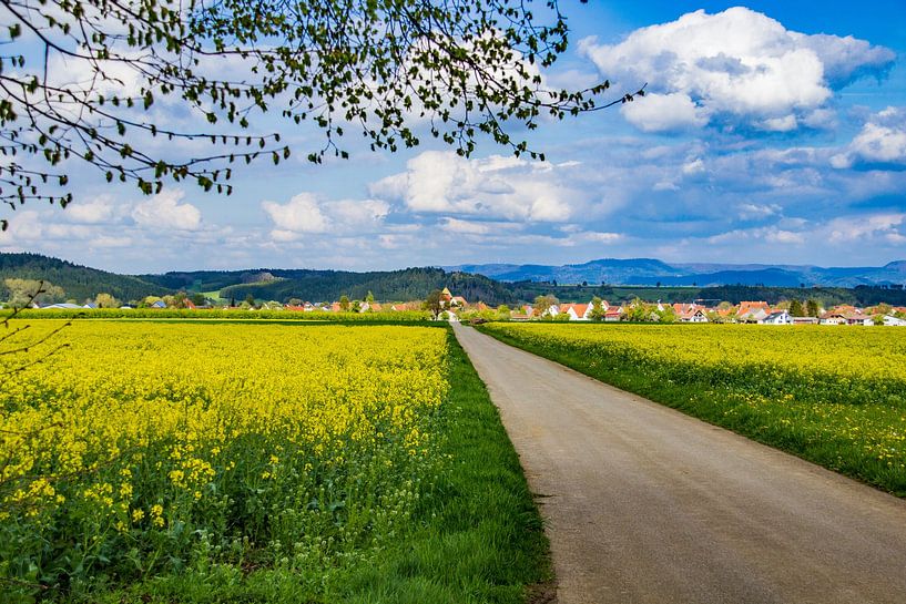 Täbingen with rape fields by Fotostudio Huonker