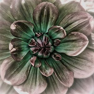 Herz eines rosa Dahlie