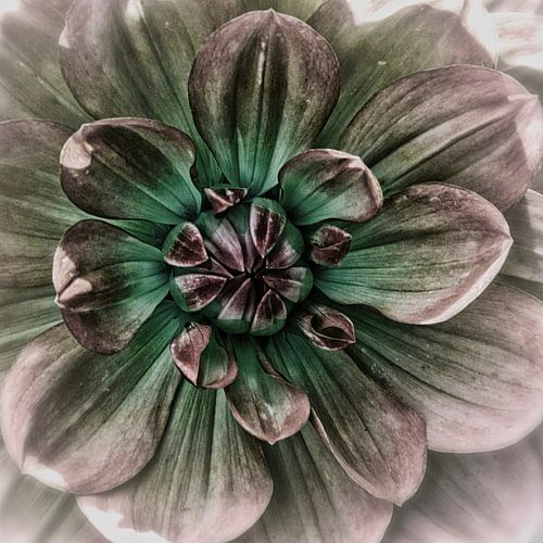  Heart of a pink dahlia