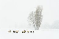 Finally winter in Holland van Ellen van den Doel thumbnail