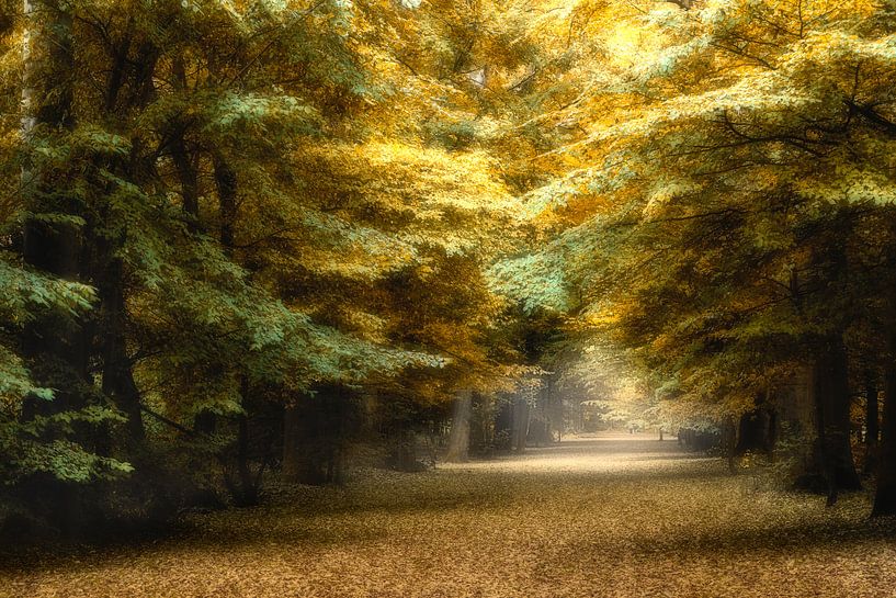 Herbstliche Farben im Wald von Ingrid Van Damme fotografie