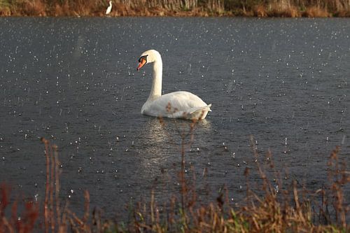 Cygne tuberculé sur John Kerkhofs