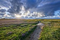 De Slufter, Texel.