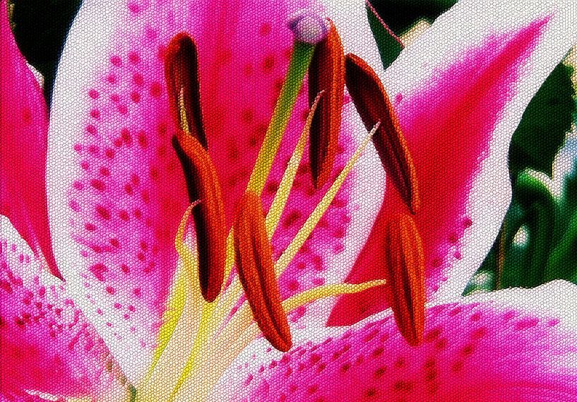 Bold and Beautiful by erikaktus gurun