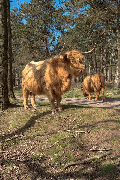 Scottish Highlanders, on the heath by Freddie de Roeck