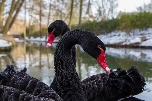 Zwarte zwanen