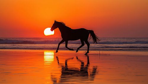 Galopperend paard op het strand