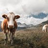Koe in de Oostenrijkse Alpen van Laura Dijkslag