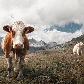 Vache dans les Alpes autrichiennes sur Laura Dijkslag