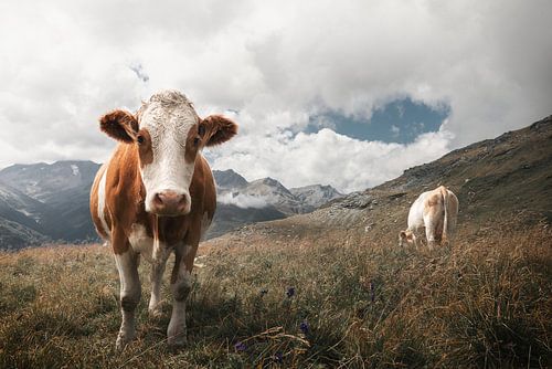 Koe in de Oostenrijkse Alpen