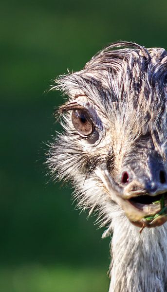 Boo by Clive Lynes