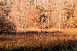 Caché dans l'herbe haute Ree dans un paysage d'automne sur Femke Ketelaar