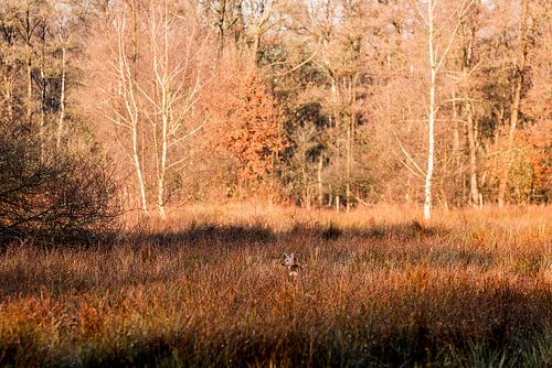 Caché dans l'herbe haute Ree dans un paysage d'automne