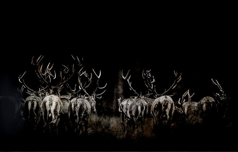 Red deer, into the darkness by natascha verbij