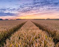 Weizenfeld bei Sonnenuntergang