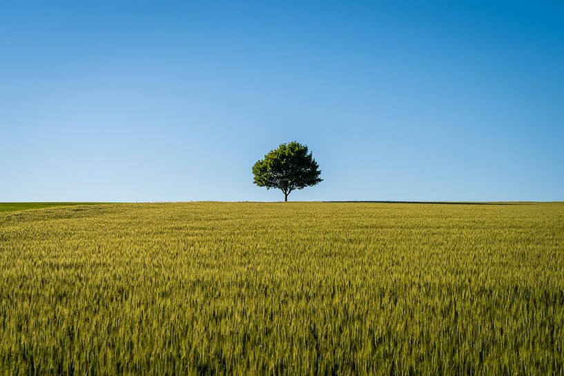 Der Einsamme Baum im Feld von Christian Klös