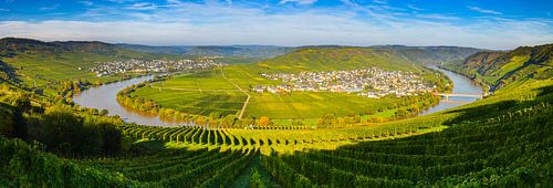 Panorama Leiwen en Trittenheim, Duitsland