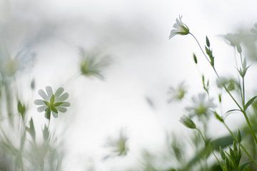 Dreamy flowers (glimpse between the delicate flowers of the Greater stichwort) by Birgitte Bergman