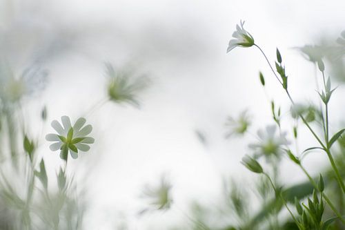 Dreamy flowers (glimpse between the delicate flowers of the Greater stichwort)