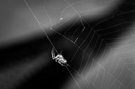 Spinnennetz von Felix Kammerlander Miniaturansicht