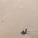 De schelp op het zand van Sandra Bechtold thumbnail