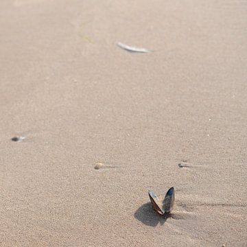 The shell on the sand by Sandra Bechtold
