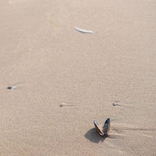 Le coquillage sur le sable sur Sandra Bechtold
