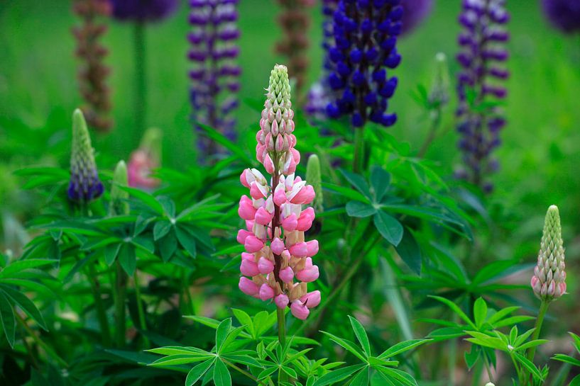 Lupinen von Thomas Jäger