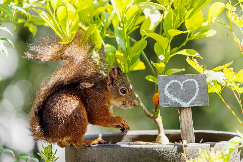 Squirrel - Love by Meleah Fotografie