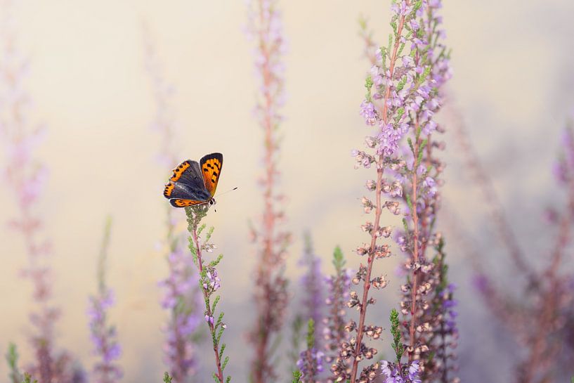 Small fire moth on flowering heathland by Dennis van Hof