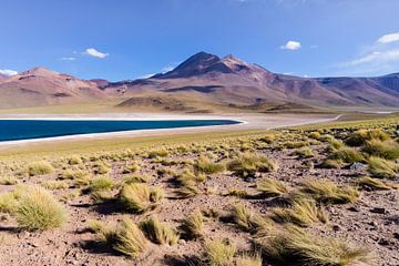 Miscanti-lagune in de Atacama-woestijn in Chili van Shanti Hesse