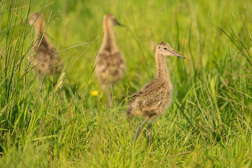 Black-tailed godwit chick in a meadow