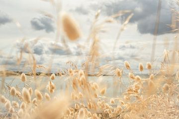 Wuivend gras in goudkleuren aan zee van Frans Scherpenisse