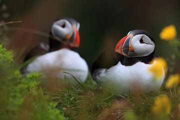 Puffin IJsland van Frank Fichtmüller