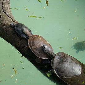 Familie schildpad van Ludo Marrink